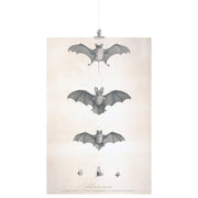"Bats of Egypt" [Chauve-Souris D'Egypte] Matte Poster