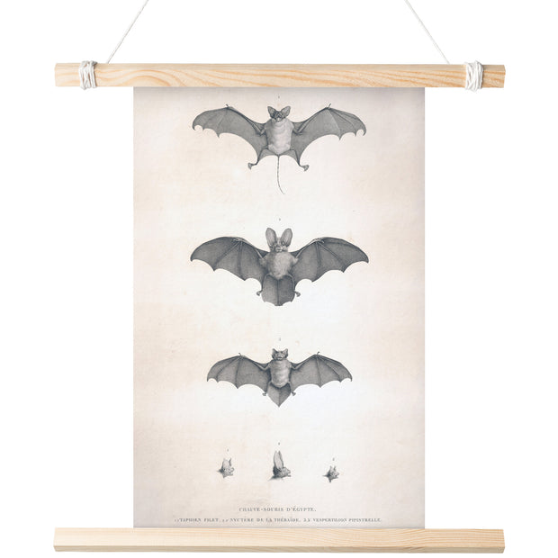 "Bats of Egypt" [Chauve-Souris D'Egypte] Matte Poster