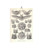 "Chiroptera" (Vampire Bats) by Ernst Haeckel Matte Poster