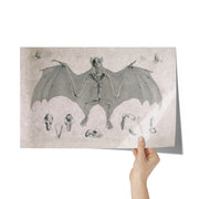 "Comparative Osteology - Flying Fox" Matte Poster