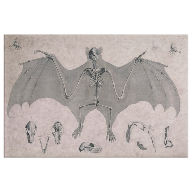 "Comparative Osteology - Flying Fox" Rectangle Canvas Wrap