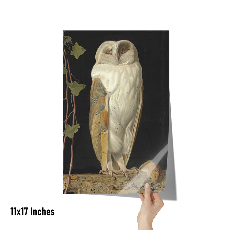 "The White Owl" by William James Webbe Matte Poster