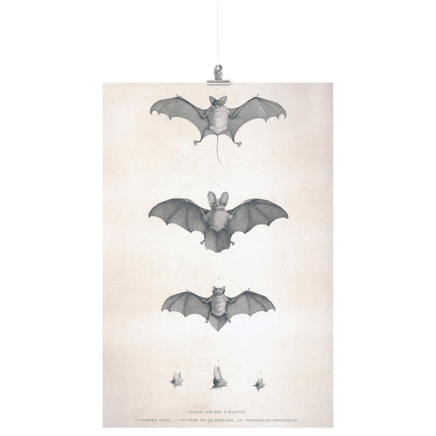 "Bats of Egypt" (Chauve-Souris D'Egypte) Matte Poster