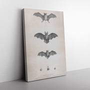 "Bats of Egypt" (Chauve-Souris D'Egypte) Rectangle Canvas Wrap