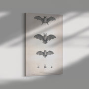 "Bats of Egypt" (Chauve-Souris D'Egypte) Rectangle Canvas Wrap