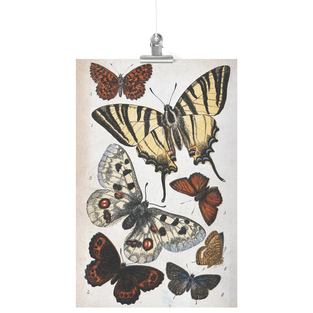 "Illustration de papillon" par William S. Coleman Matte Poster