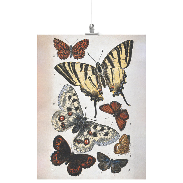 "Butterfly Illustration" by William S. Coleman Matte Poster