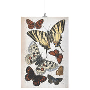 "Ilustración de mariposas" de William S. Coleman Póster mate