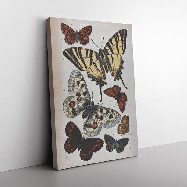 Envoltura de lienzo rectangular "Ilustración de mariposa" de William S. Coleman