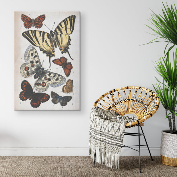"Butterfly Illustration" by William S. Coleman Rectangle Canvas Wrap