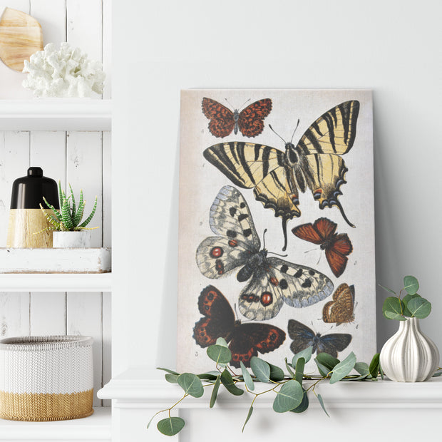 « Illustration de papillon » par William S. Coleman, enveloppe sur toile rectangulaire