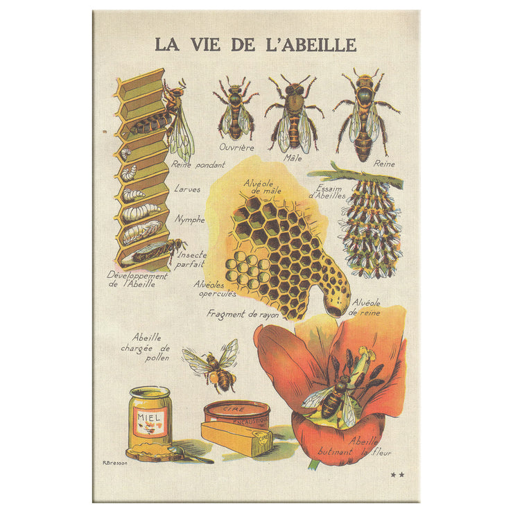 Envoltura de lona rectangular "La Vie De L'Abeille" (La vida de la abeja)