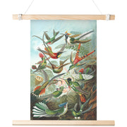 "Trochilidae" (Hummingbirds) by Ernst Haeckel Matte Poster