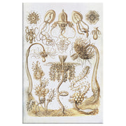 Envoltura de lienzo rectangular "Tubulariae" (Hydra) de Ernst Haeckel