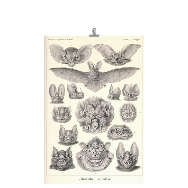 "Vampire Bats" by Ernst Haeckel Matte Poster