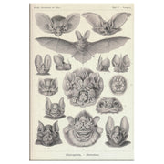Envoltura de lienzo rectangular "Murciélagos vampiros" de Ernst Haeckel