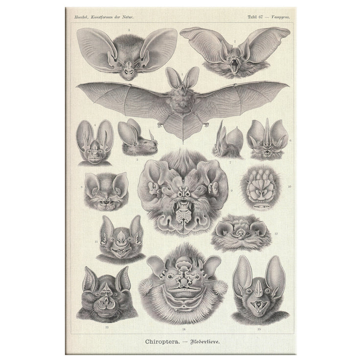 "Vampire Bats" par Ernst Haeckel Toile rectangulaire